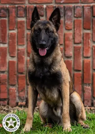 USMS K9 Rocky