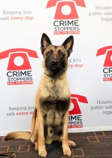 U.S. Marshals Service Tactical K-9, Rocky